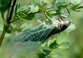 <em>C. podolica</em>, freshly emerged, Krzyzanowice, Poland - photo M.G.