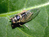 <em>Mezammira flaveola</em>, live specimen from Peloponnese, Greece (photo M.Gogala)