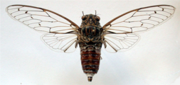 <em>C. cretensis</em>, photo M.G.