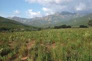 Corsica, typical habitat of <em>T. c. corsica</em> - photo J. Sueur