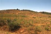 Typical habitat of <em>T. c. fairmairei</em>, Corsica, France - photo J. Sueur