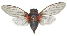 <em>T. quadrisignata</em>, male, France - photo J. Sueur