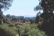 Typical habitat of <em>T. quadrisignata</em> in southern France - photo J. Sueur